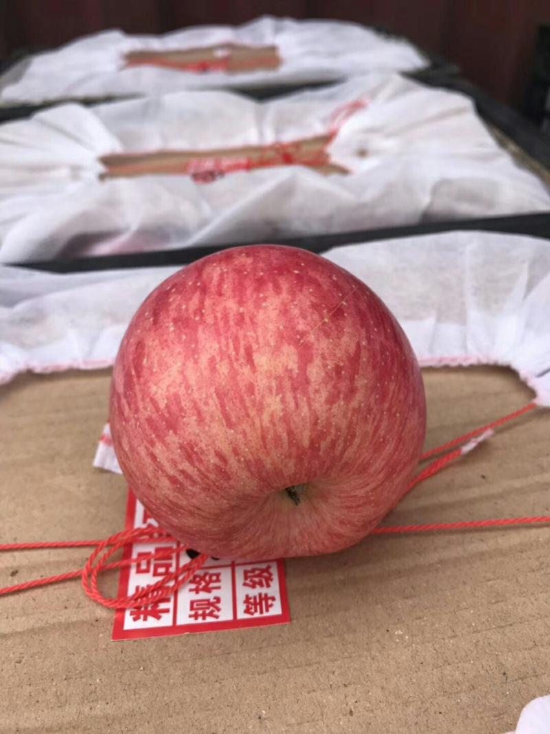 陕西红富士苹果陕西苹果纸袋红富士苹果高端【资深商家】