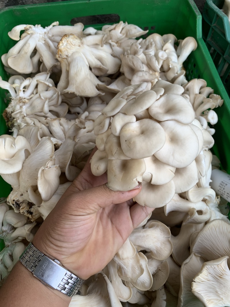 靓平菇