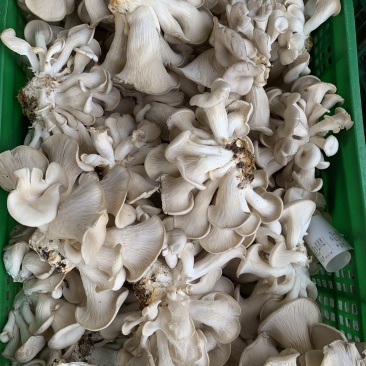 靓平菇