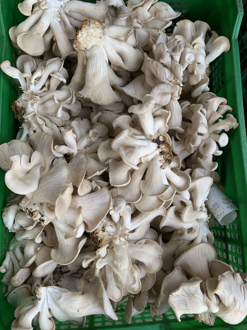 靓平菇