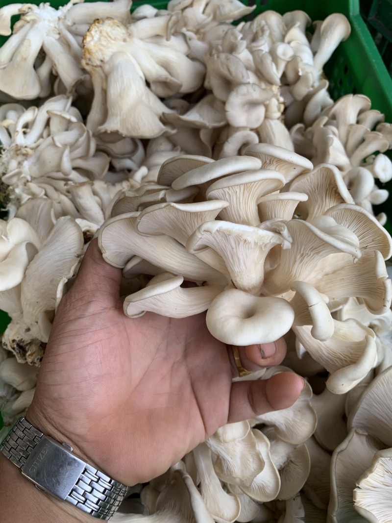 靓平菇