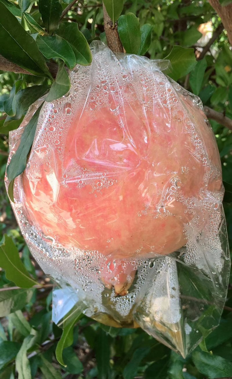 【一箱10斤】临潼甜石榴自家种植！籽大包甜甜，有批发价