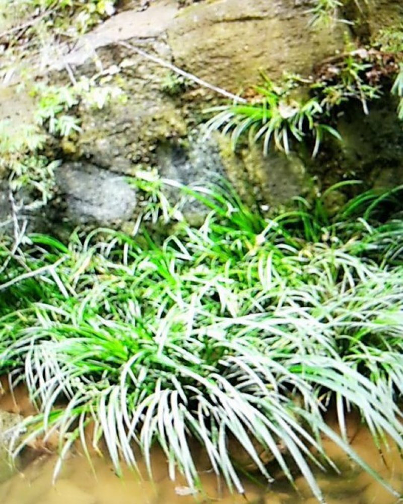 石菖蒲种苗