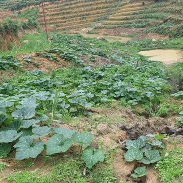 云南普洱改告好240亩山地出租出信