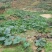云南普洱改告好240亩山地出租出信