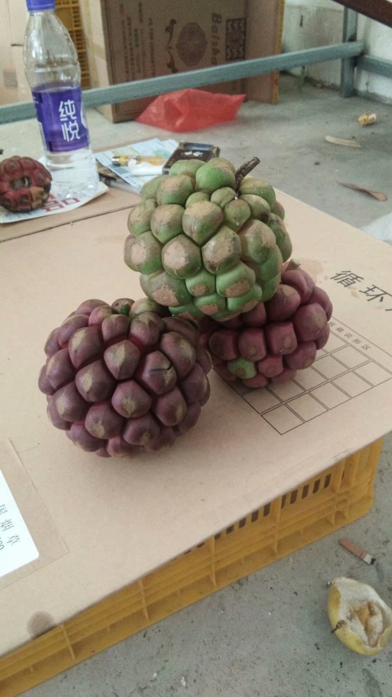 布福娜黑老虎恶魔果实！！！！！！！！！！