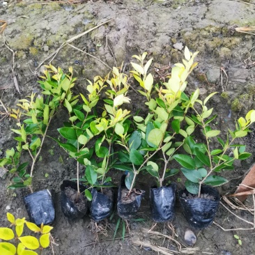 彭州市众森花木种植专业合作社