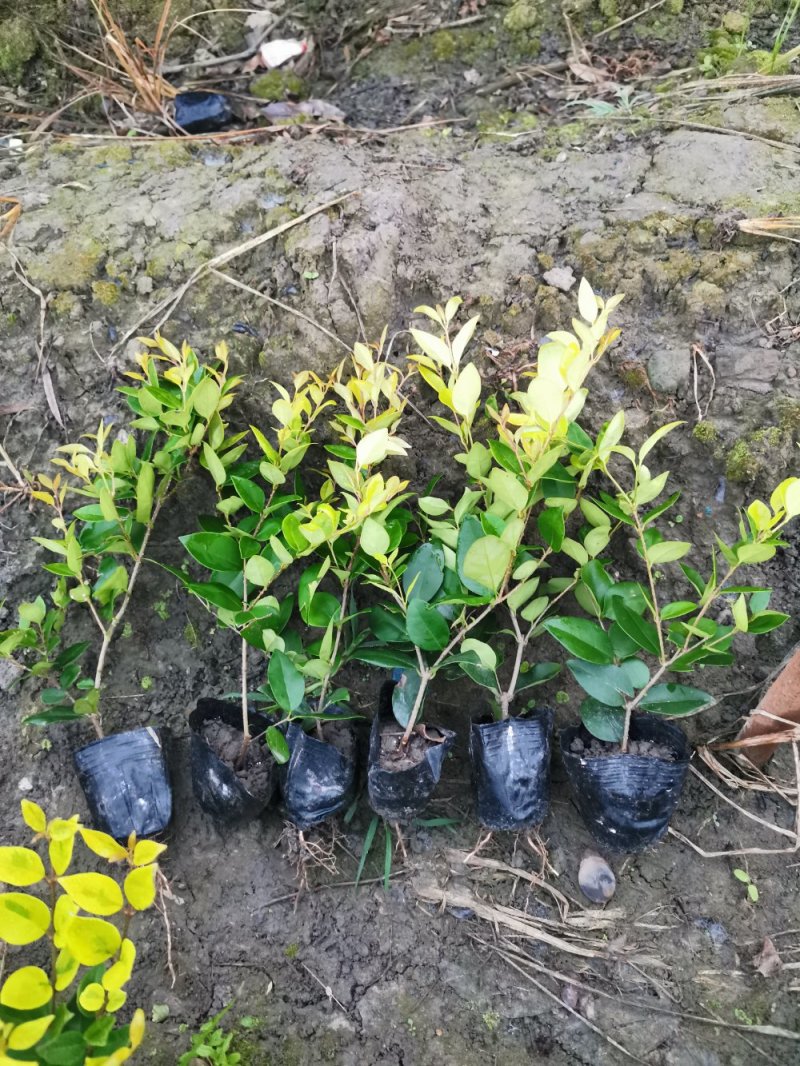 彭州市众森花木种植专业合作社
