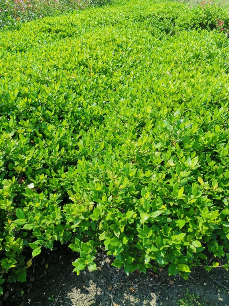彭州市众森花木种植专业合作社