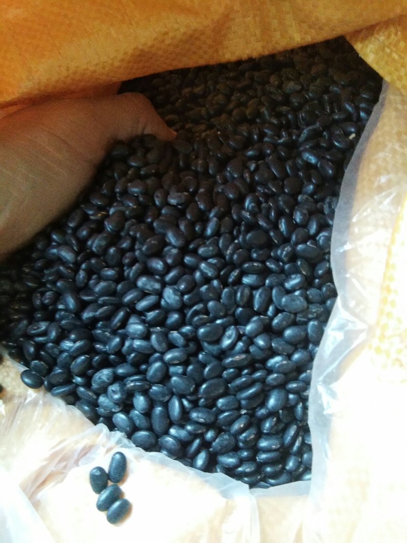 2019年新黑豆，豆芽专用