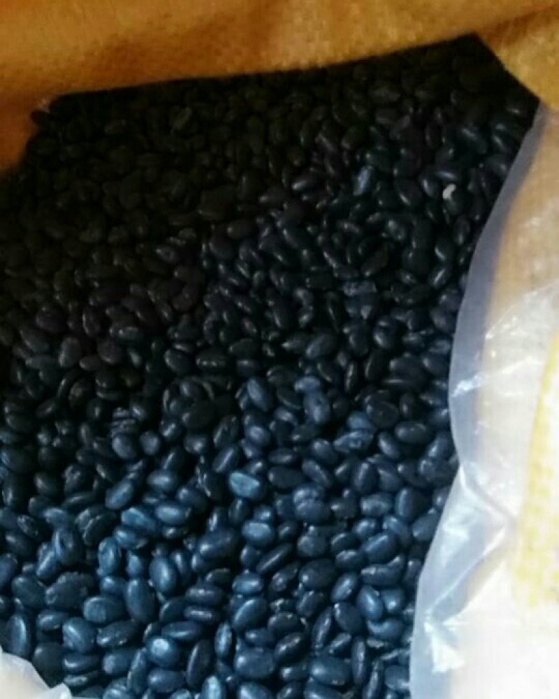 2019年新黑豆，豆芽专用
