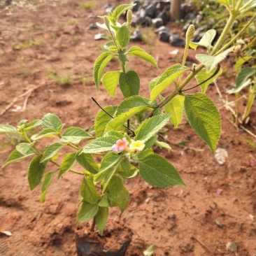 五色梅/绿化苗木/观花植物