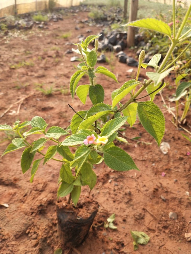 五色梅/绿化苗木/观花植物
