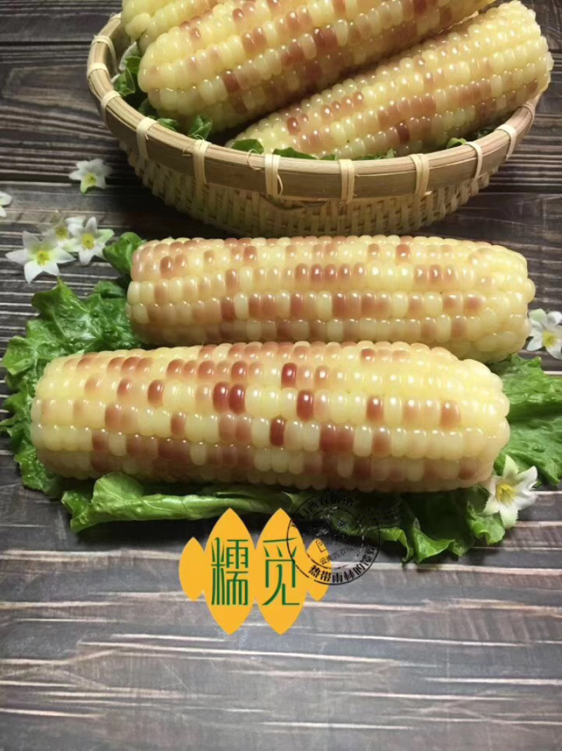 西双版纳糯玉米代加工