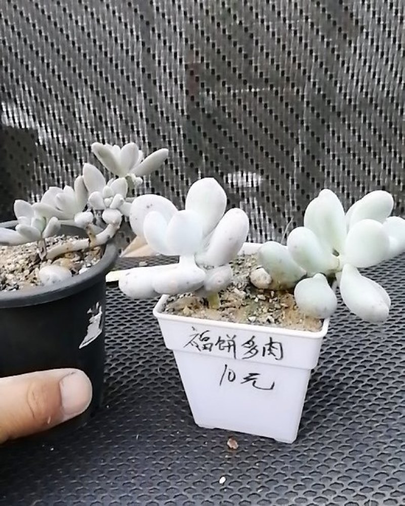 冬美人，胖多肉，秋丽小老桩