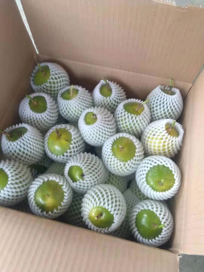 大量黄金果