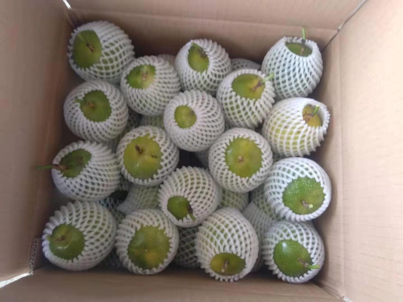 大量黄金果