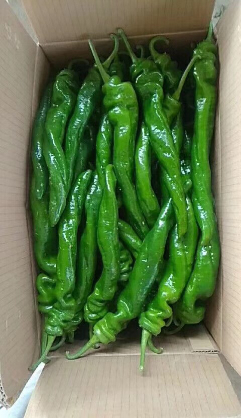 隆椒，