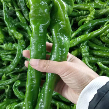 隆椒，