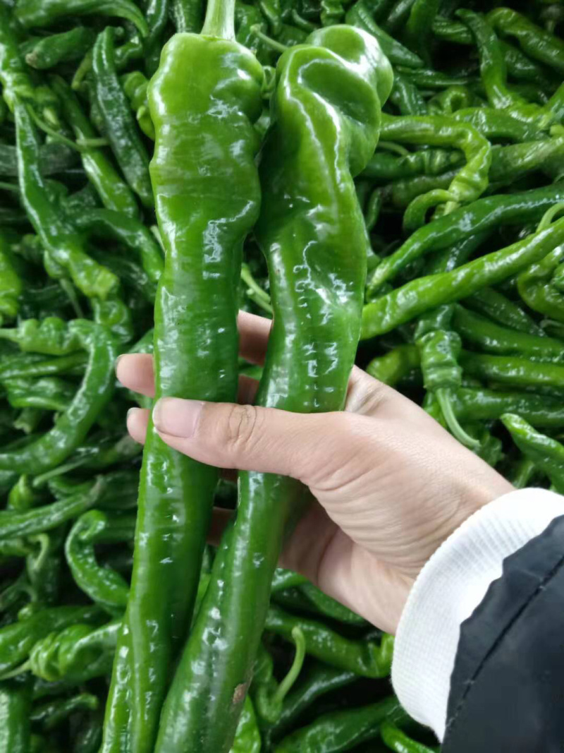 隆椒，