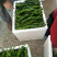 隆椒，