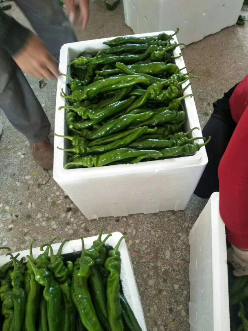 隆椒，