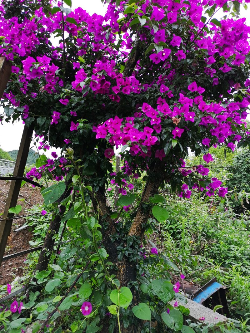 桂花低价处理