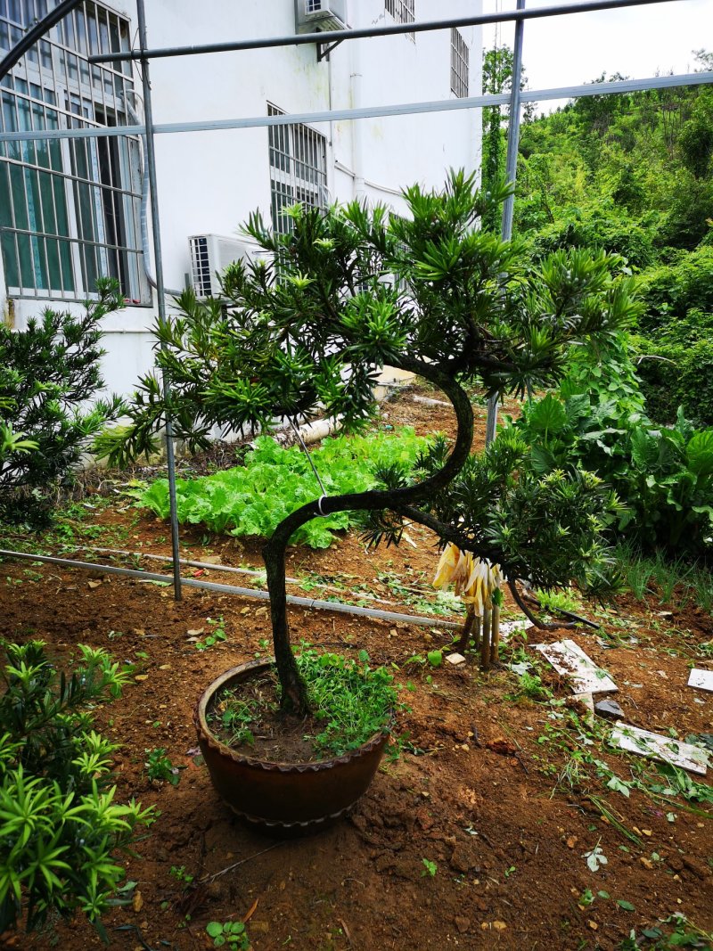 桂花低价处理
