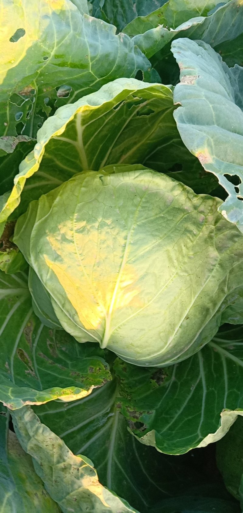 优质松软甘蓝大量上市