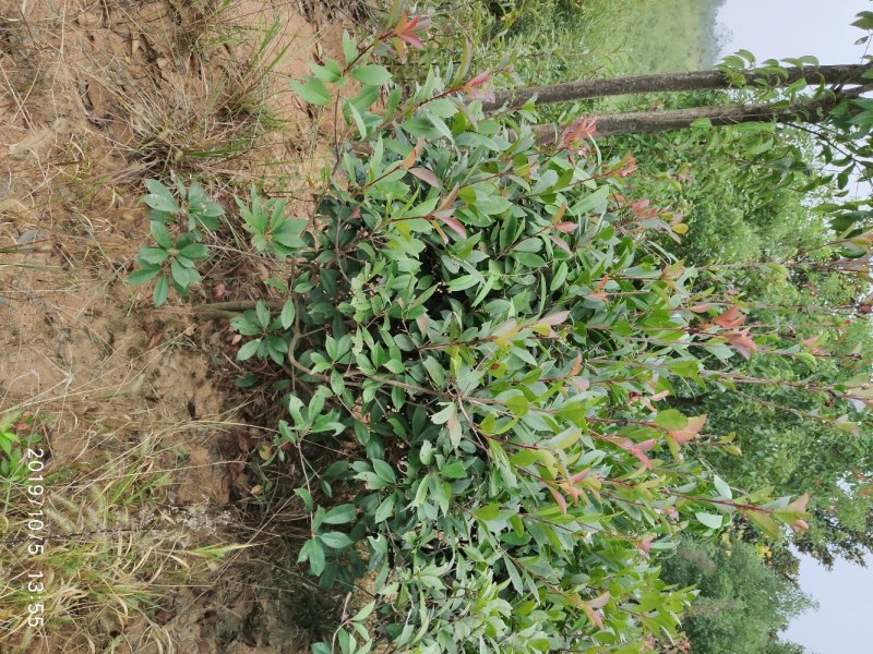 红叶石楠毛球