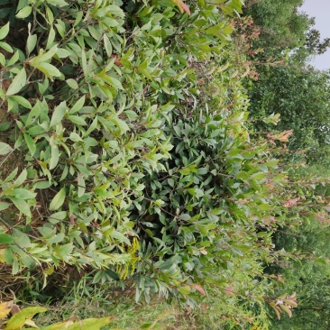 红叶石楠毛球