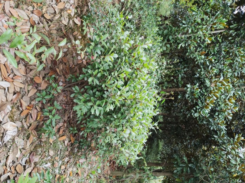 红叶石楠毛球