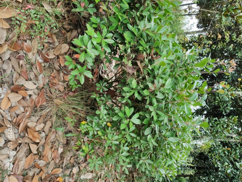 红叶石楠毛球