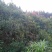 黄山栾树