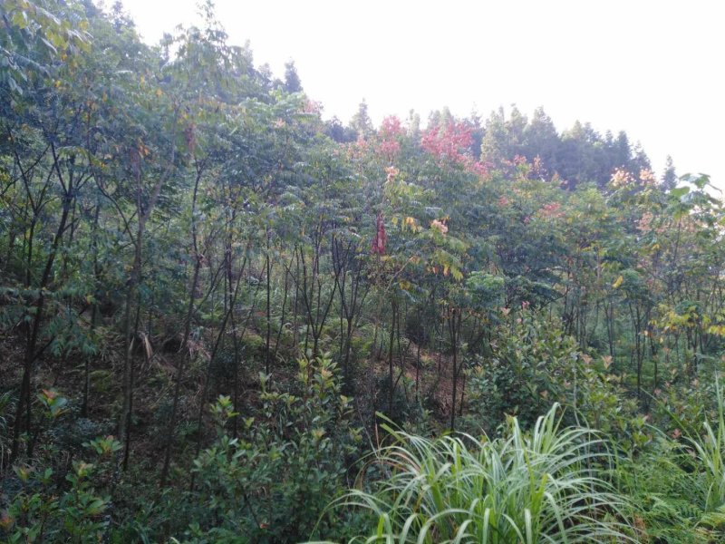 黄山栾树