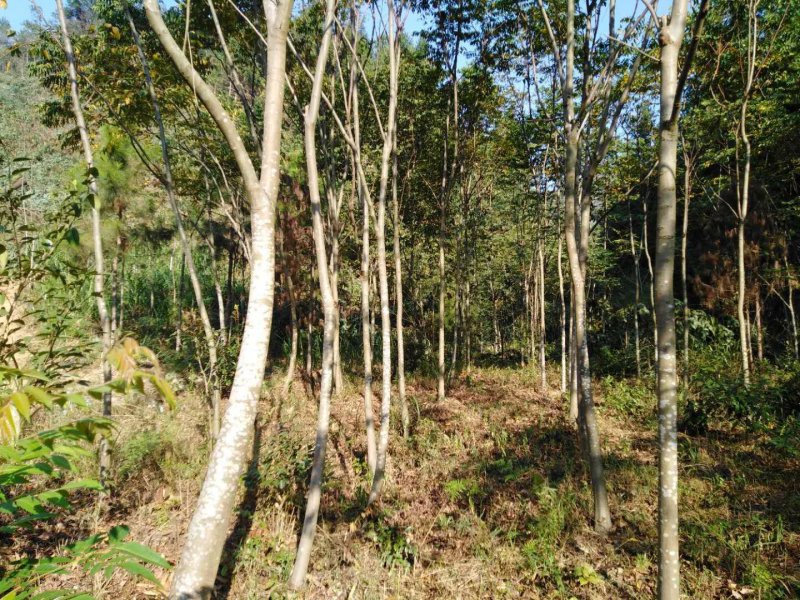 黄山栾树
