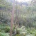 黄山栾树