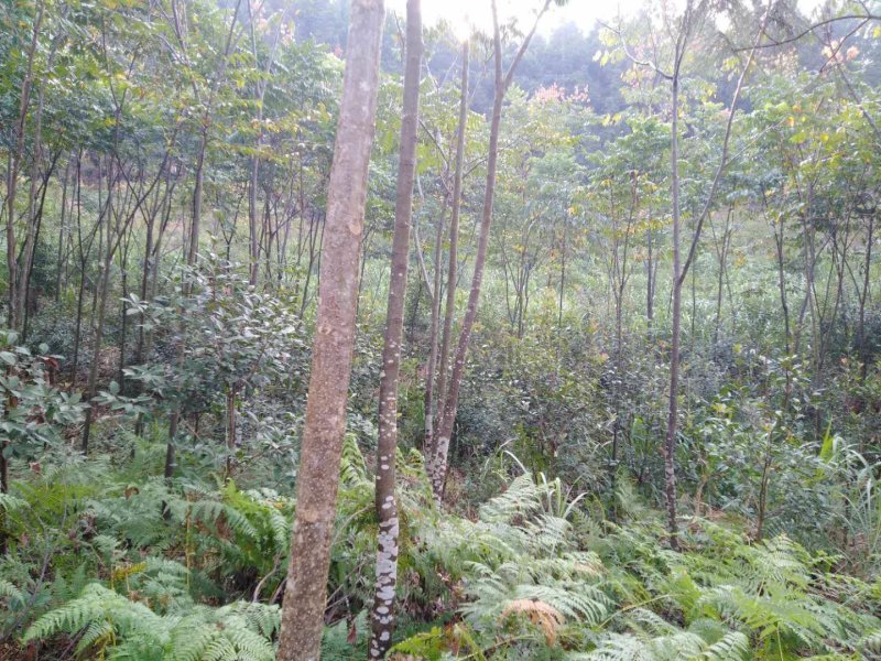 黄山栾树