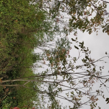 黄山栾树