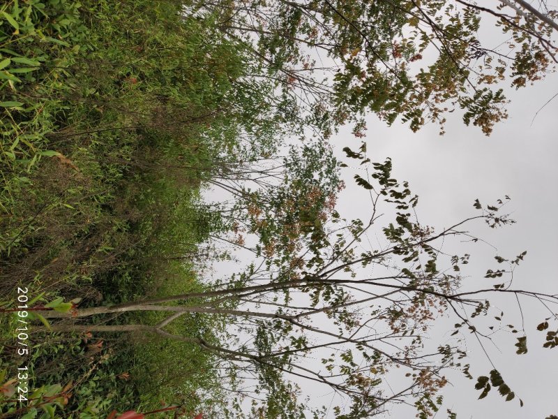 黄山栾树