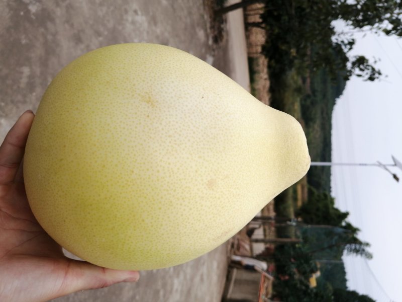 红柚