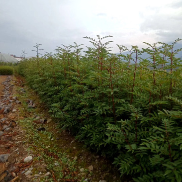 花椒苗，红花椒，正路椒，汉源贡椒，营养袋花椒苗，