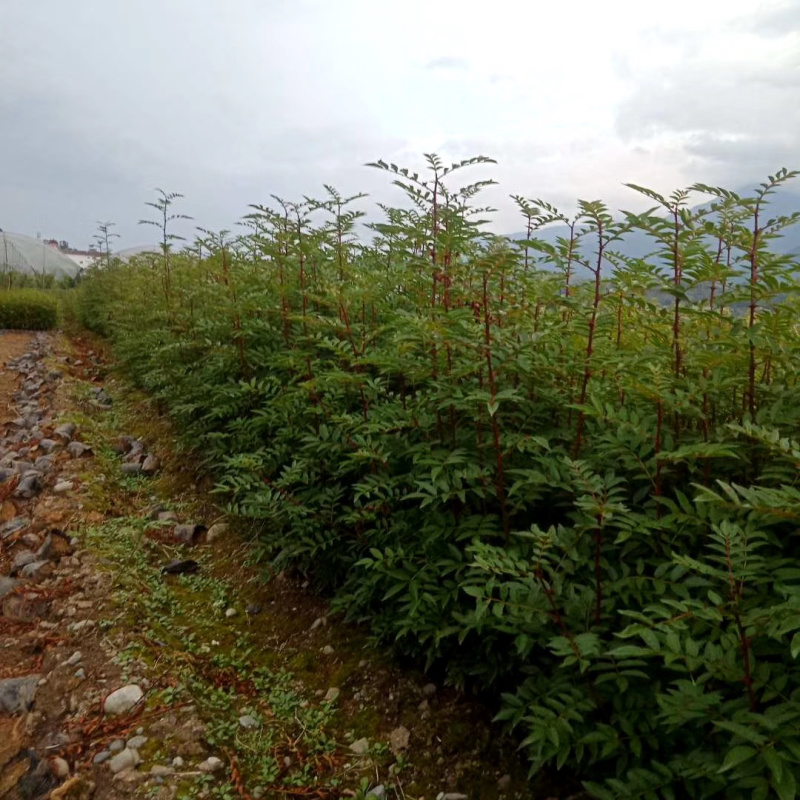 花椒苗，红花椒，正路椒，汉源贡椒，营养袋花椒苗，
