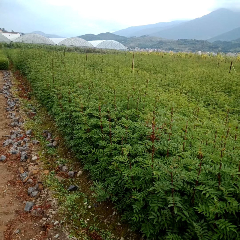花椒苗，红花椒，正路椒，汉源贡椒，营养袋花椒苗，