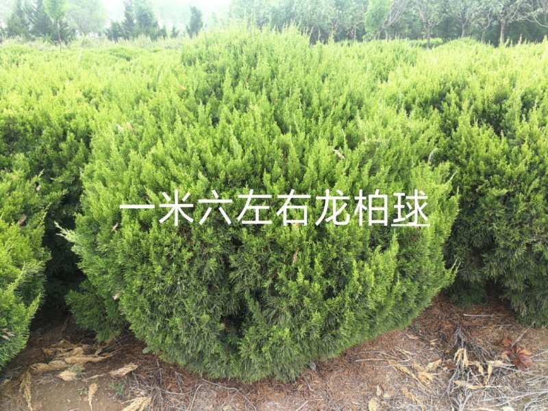 龙柏球