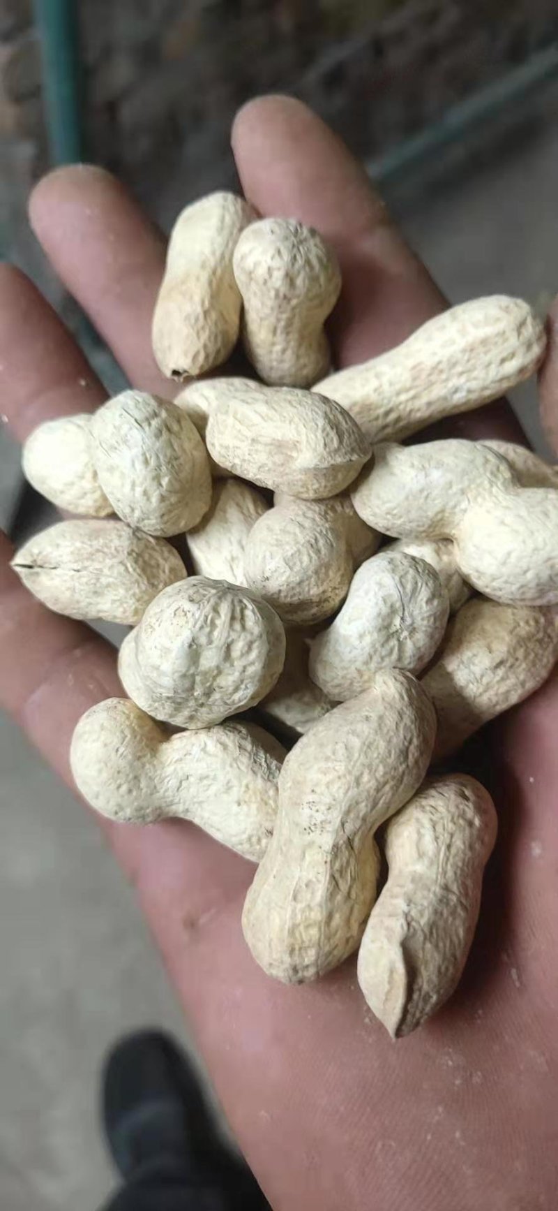 海花原味干炒精选熟花生河北主产区沙土花生