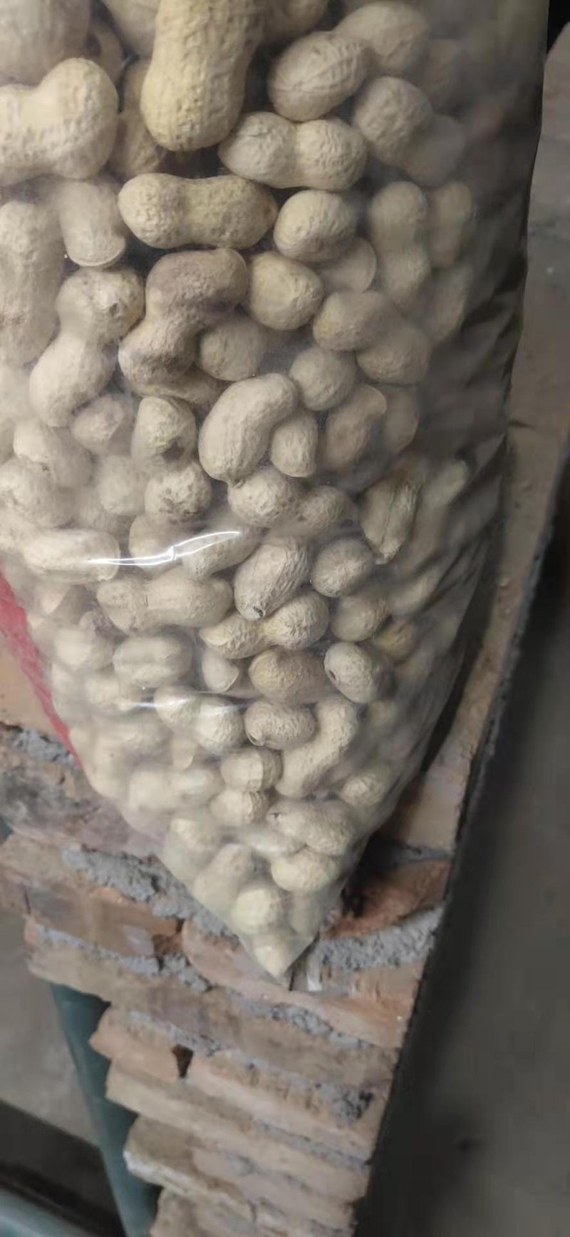 海花原味干炒精选熟花生河北主产区沙土花生