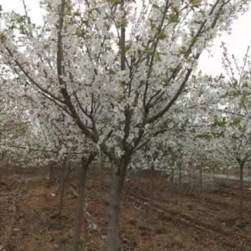 分枝一米八至二米，十公分左右樱花