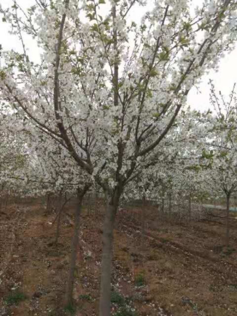 分枝一米八至二米，十公分左右樱花