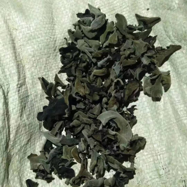 正宗东北黑木耳产地直发需要代理可谈